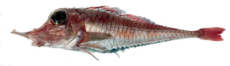 Peristedion cataphractum_03.jpg